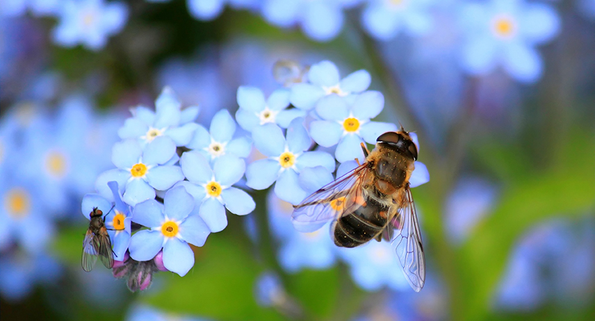 Honey bee, forget-me-not-flower
